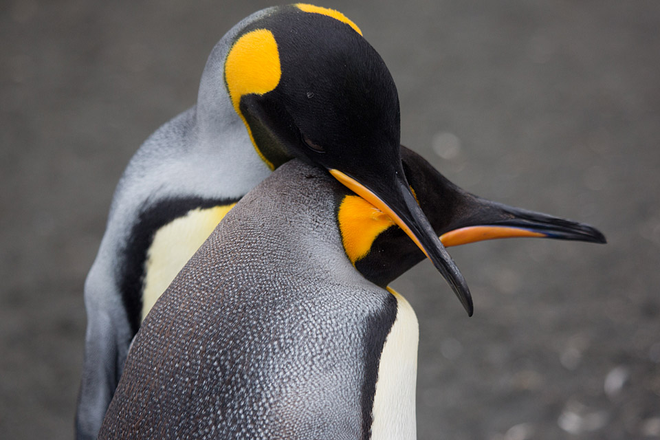 King Penguin (Aptenodytes patagonicus)